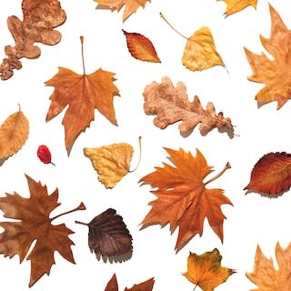 Hoe ziet het najaar eruit na deze extreme zomer? ‘De herfst verandert, maar dat kan ook mooi zijn’
