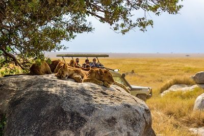 Dix lions morts empoisonnés dans un parc classé à l’Unesco en Tanzanie