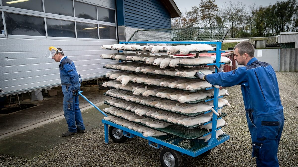 EU-nej til forlænget statsstøtte forsinker minkerstatninger