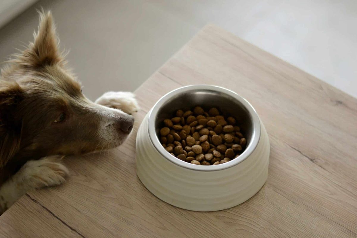 Honden lijken nog meer op hun baasjes dan gedacht: ook hun hersenen werken soms hetzelfde