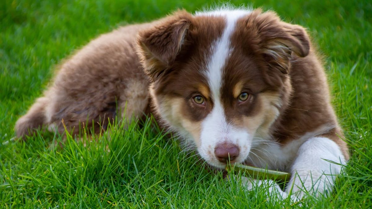 Familienhund mit Power - Miniature American Shepherd wird immer beliebter