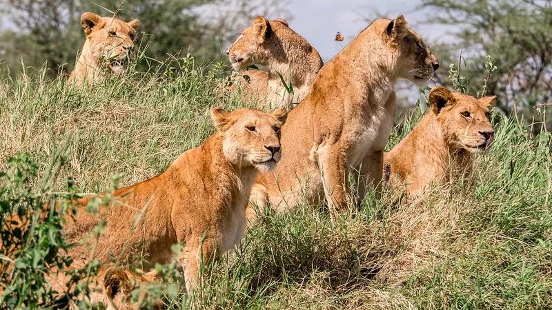 Tien leeuwen in Tanzania dood gevonden, mogelijk vergiftigd