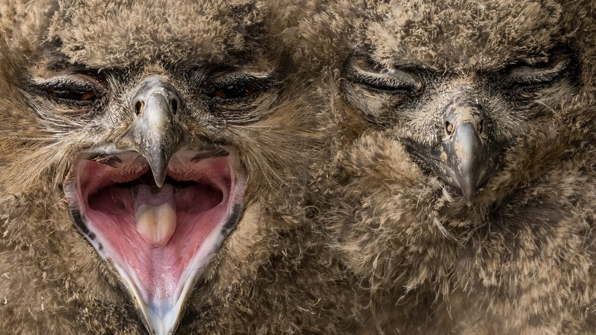 L'altoatesino Egger vince il concorso di fotografia BigPicture