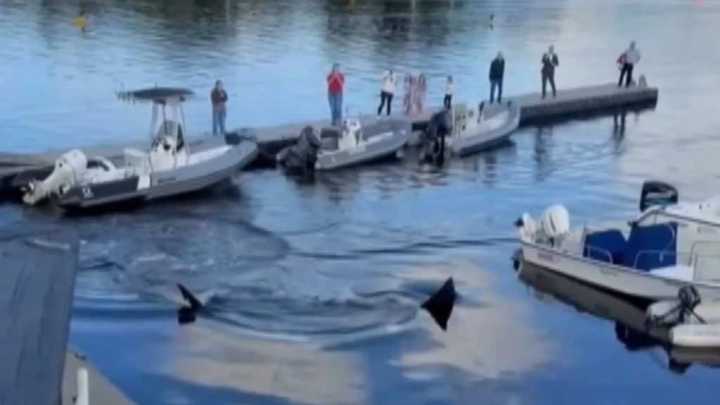 Reuzenhaai zwemt jachthaven in Canada binnen, 'nog nooit zoiets gezien'