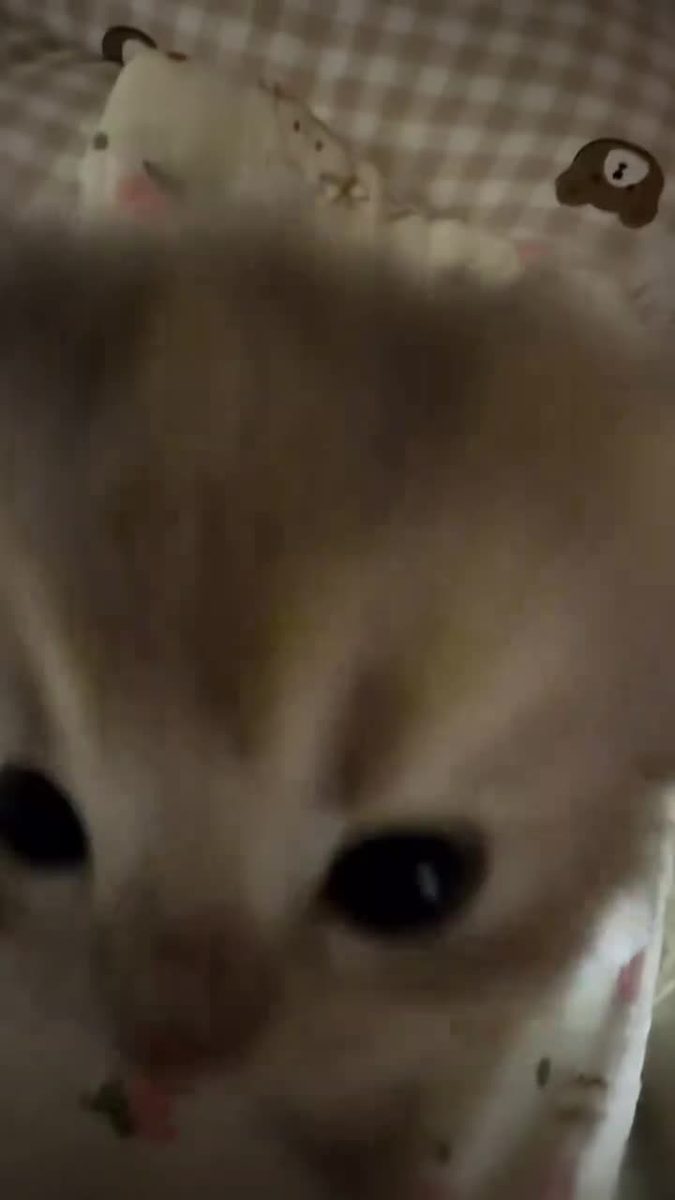 kitty cat