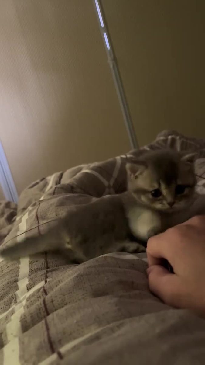 lil jit cat