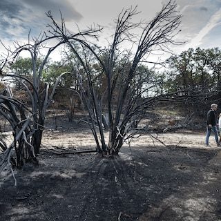 Terug naar het verbrande natuurgebied Boshuizerbergen: ‘Er is zoveel heide verdwenen, het is onherkenbaar’
