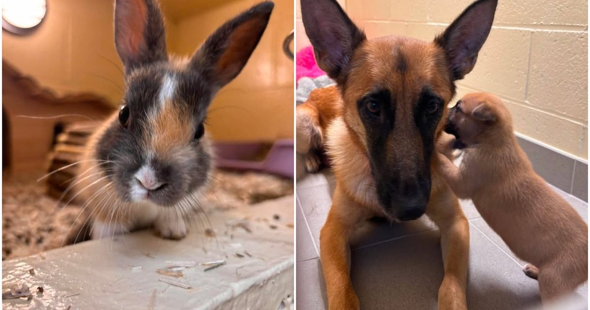 ”Sans le rapprochement effectué par nos équipes, cinq chiots auraient pu être séparés définitivement de leur mère” : En…