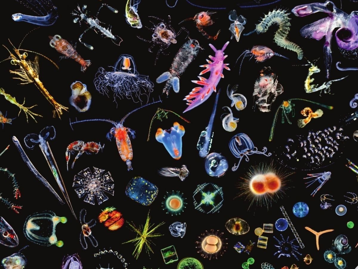 Le monde vivant, un continent toujours plus vaste, mais de moins en moins exploré