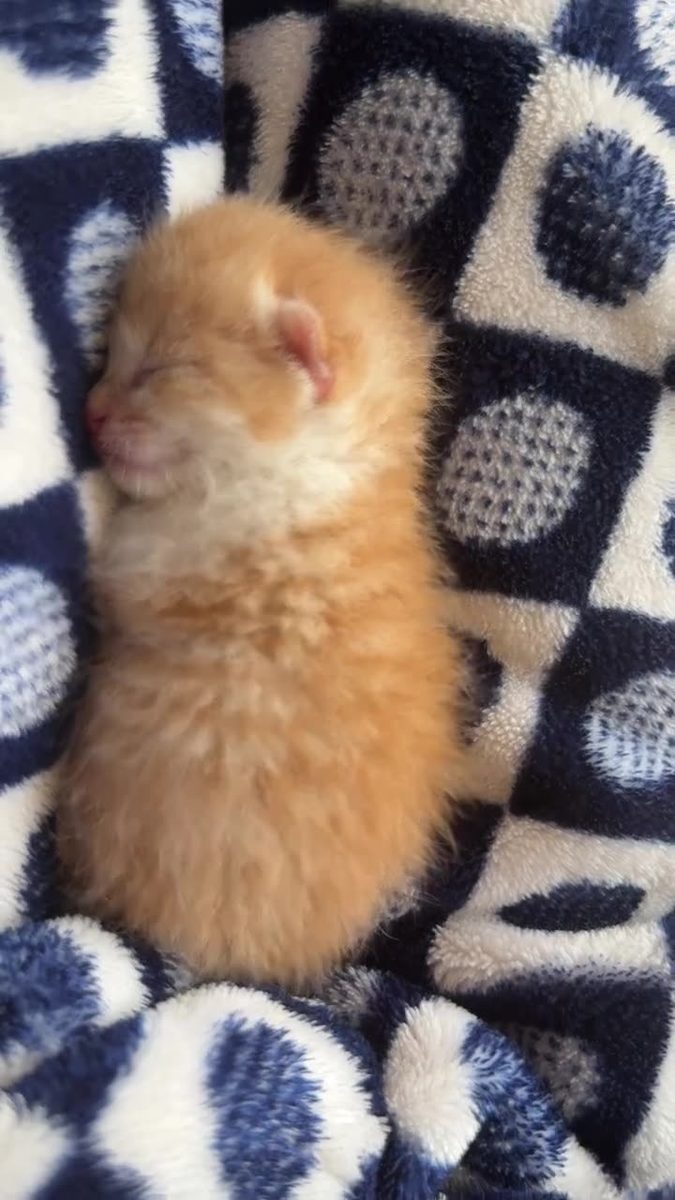 jelly bean kitty cat