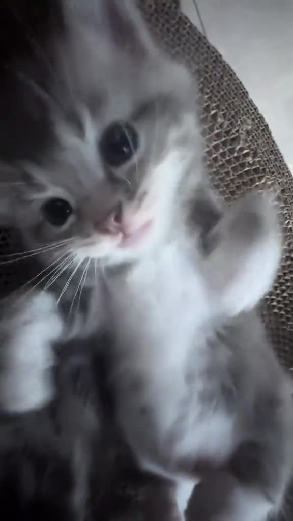 kitty yawn!!