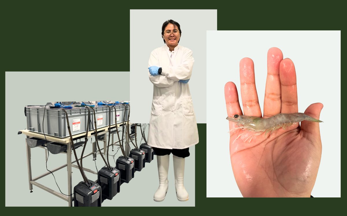 Vildt evolutionært trick! Rejer er i stand til at 'vaccinere' sig selv
