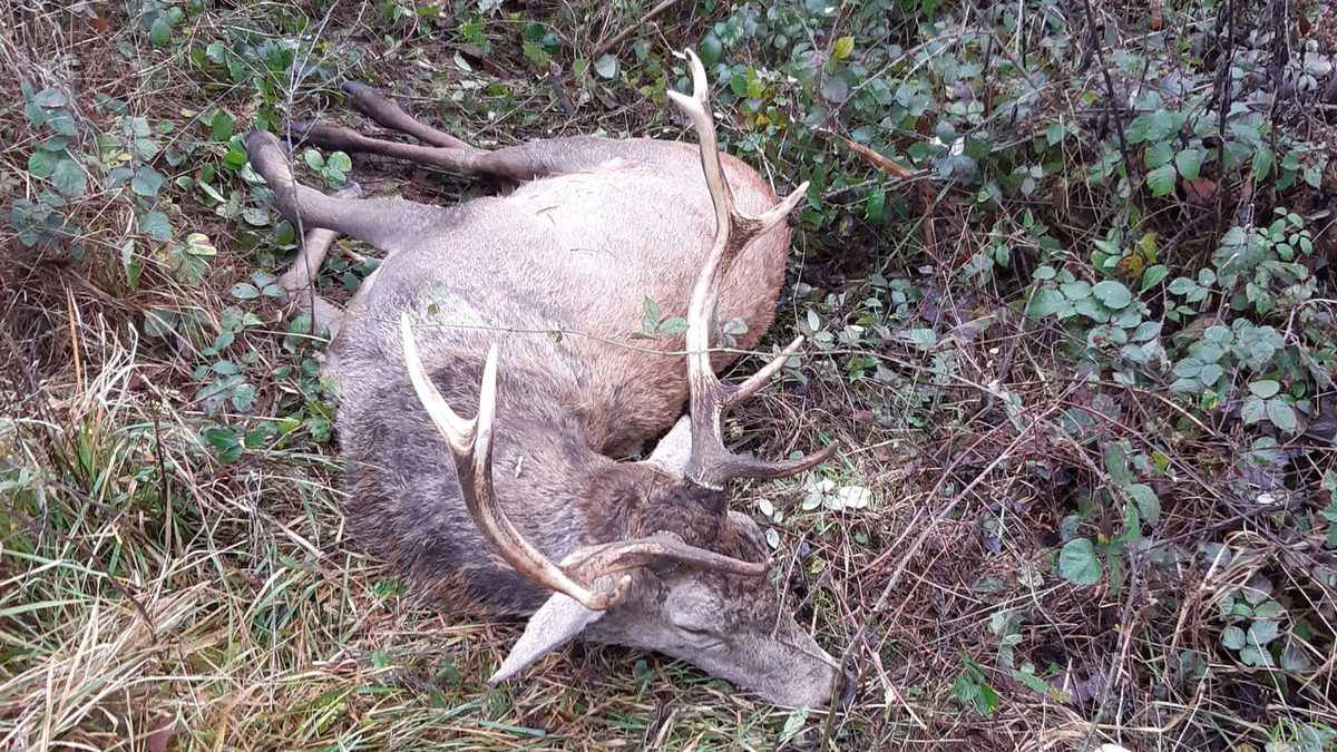 « Ils décapitent les cerfs devant chez moi » : Luc Besson affirme avoir été à nouveau ciblé par des chasseurs