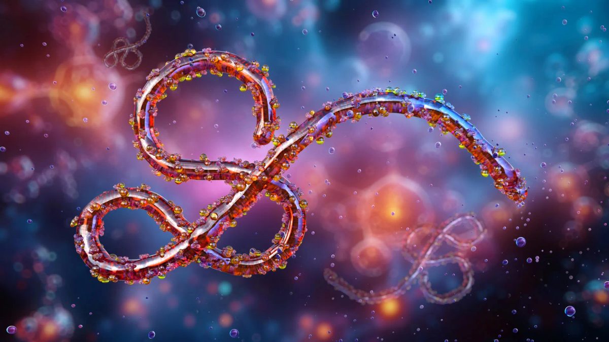 A deadly ebola relative is surging after years in the shadows