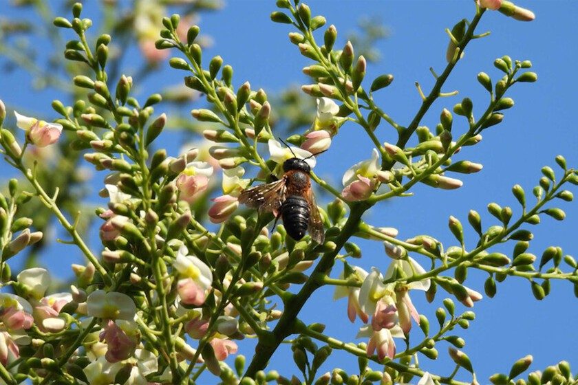 Malditos jardines modernos: el árbol exótico ornamental que está ayudando a expandirse a la primera abeja invasora de E…