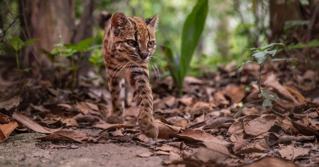 New Species of Cat Discovered for First Time in a Century