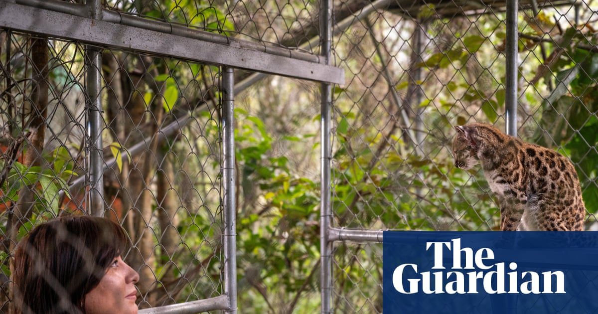 New cat species identified in Bolivia for first time in more than a century