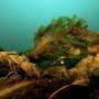 Maine's sugar kelp reveals four distinct populations vital for restoration