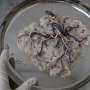 'Ex-Utero' project uses art, science to explore regenerative medicine