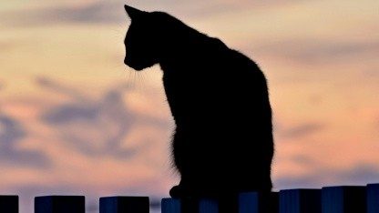 Kettenhemd statt Katze: KI hat gravierende Schwächen beim Erkennen von Formen