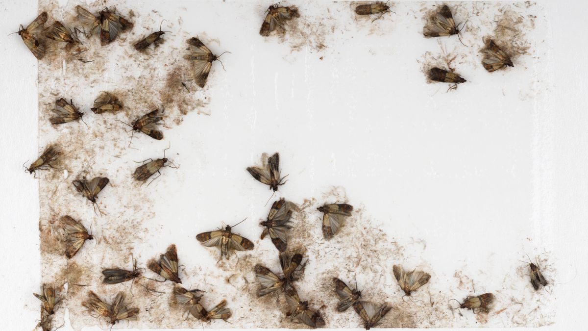 Lebensmittelmotten in der Küche: Was hilft? Mit diesen Tipps werden Sie die Insekten los