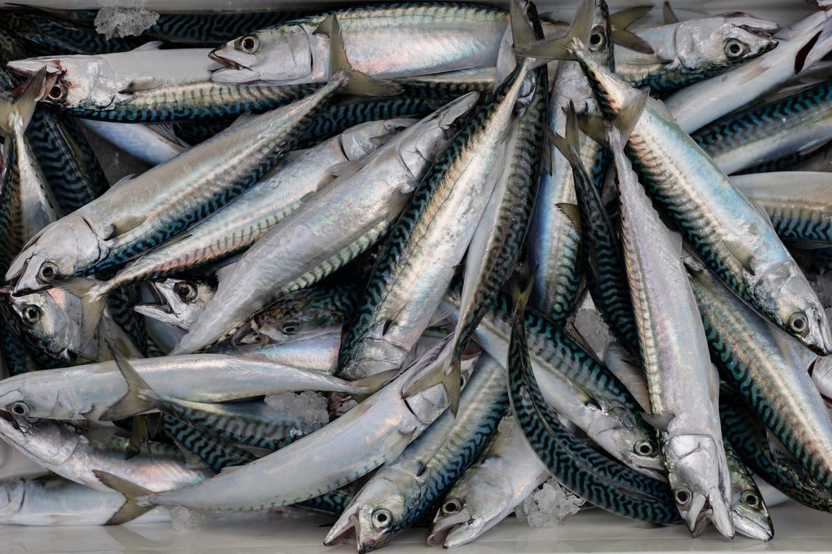 UK tinned mackerel no longer contains mackerel