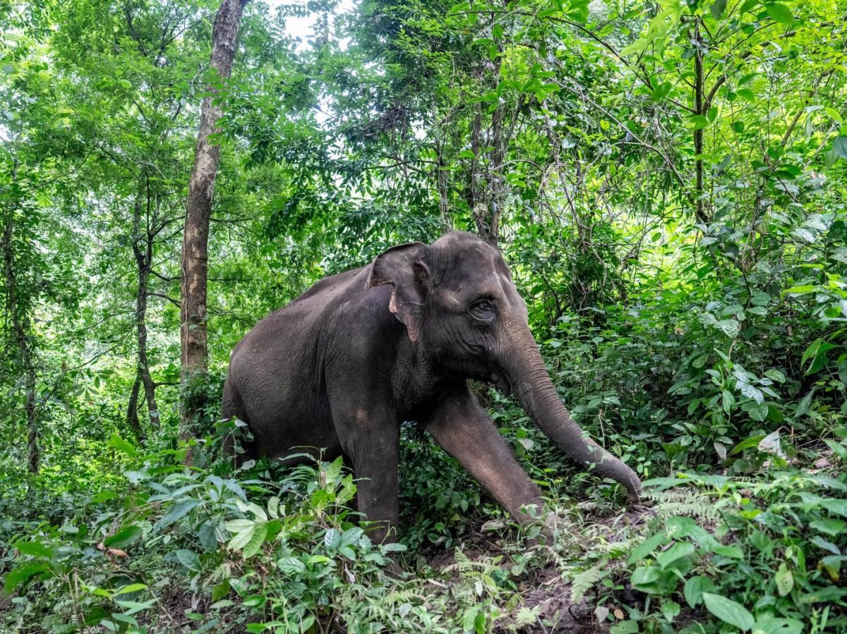 Tout comme nous, les éléphants d’Asie savent réfléchir avant d’agir !