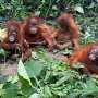 Indonesia seeks to bring back baby orangutans allegedly trafficked to India