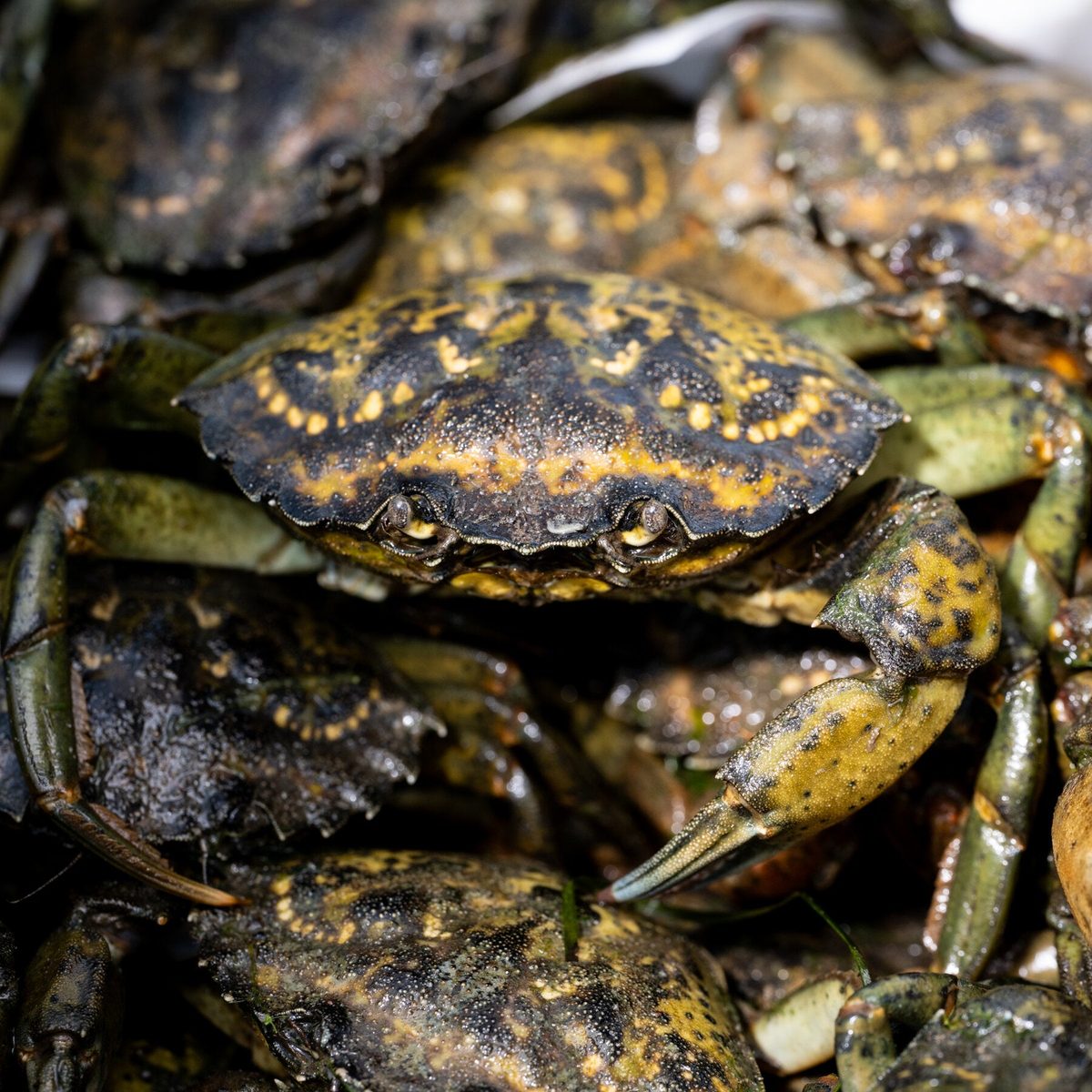 Racing to Contain Invasive Green Crabs in Puget Sound