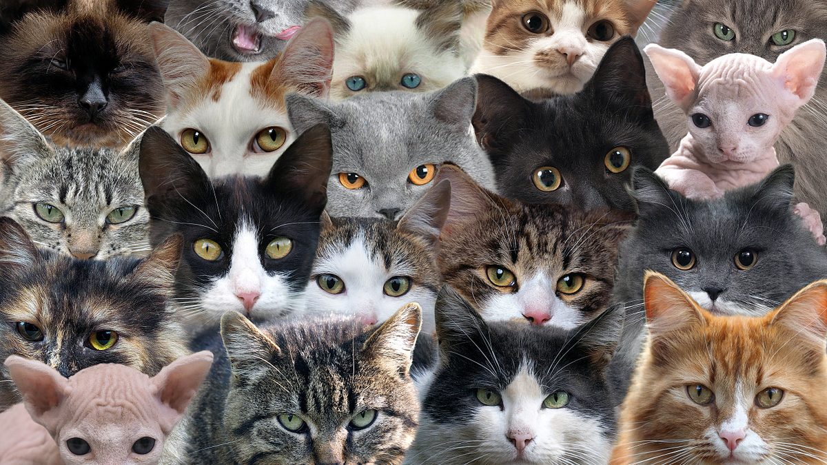 Maschinelles Sehen: Menschen erkennen undeutliche Bilder besser als KI-Modelle