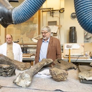 Belgische paleontoloog die zijn vrouw een dinosaurusskelet in elkaar wil laten zetten, op non-actief gezet