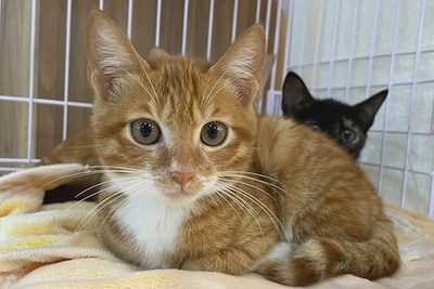 Meer dan 75 katten ontdekt in appartement van 50 vierkante meter in Parijs: “Ook dode kittens in diepvries”