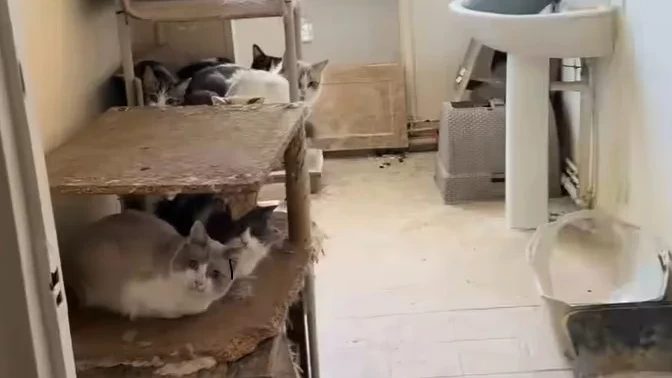 Meer dan 70 katten gevonden in klein appartement in Parijs, dode kittens in vriezer