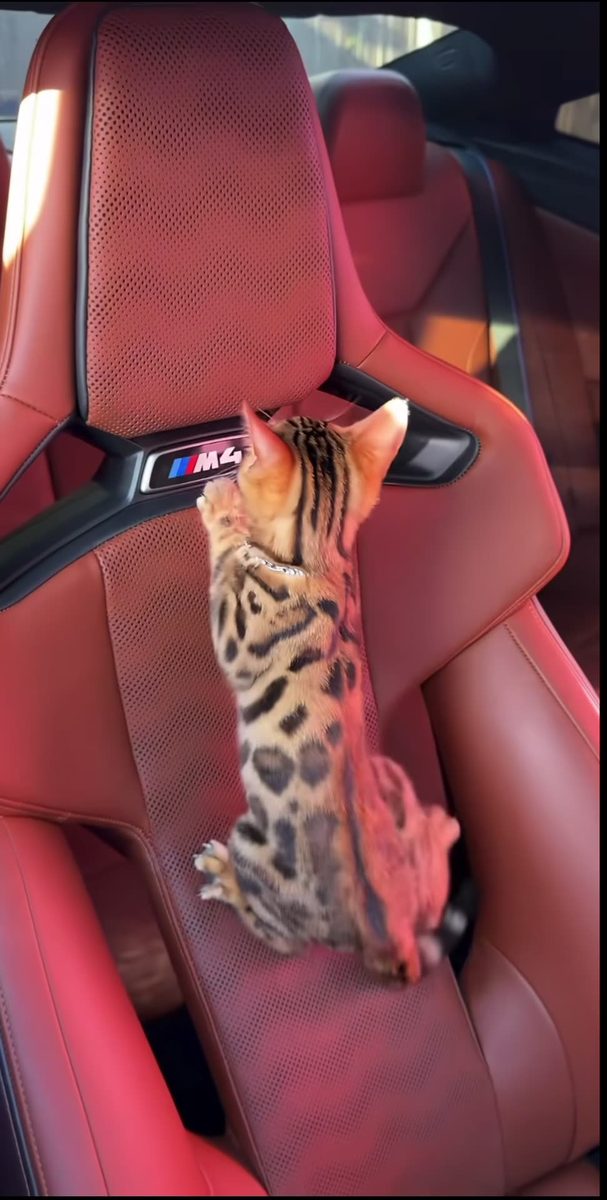 Cat larping BMW M4 😻