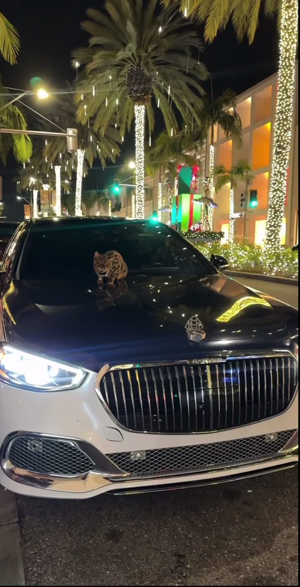 Maybach kittie 😻