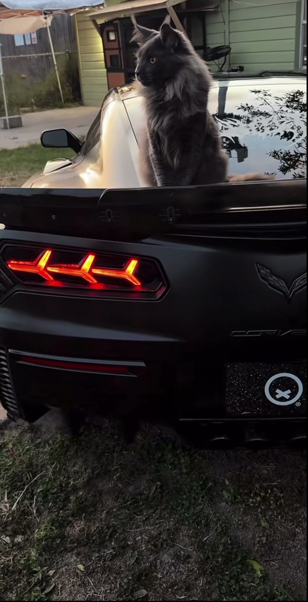 Perfect car , Perfect cat 😻💸