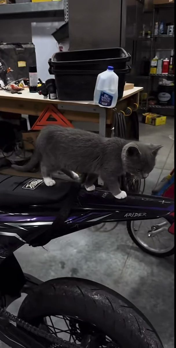 W cat or W bike ? 🫣