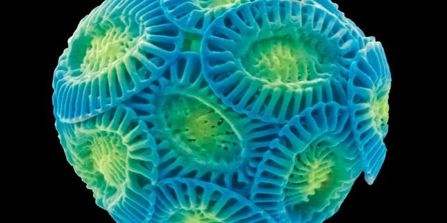 Les eucaryotes unicellulaires, matière noire d’une biodiversité encore méconnue