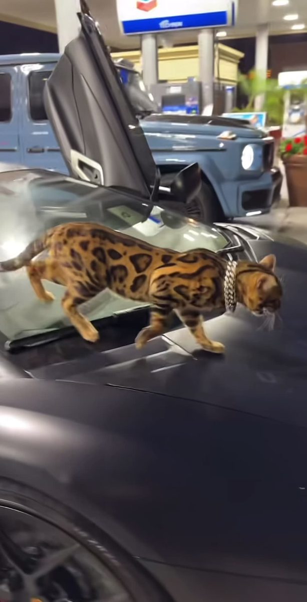 Avendator Kitty 😻😻