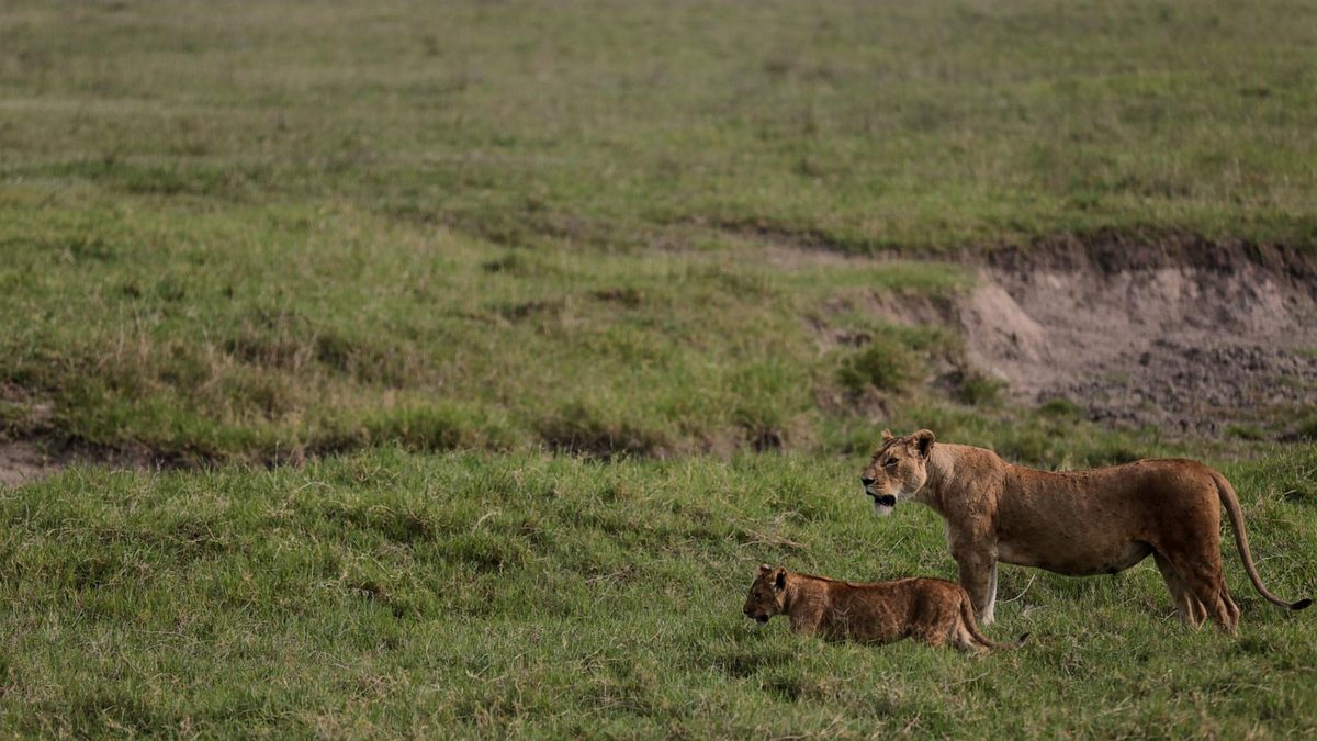 Poisoning suspected in deaths of 10 lions in Tanzania conservation area