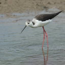 Bijna de helft van alle trekvogelsoorten neemt wereldwijd af