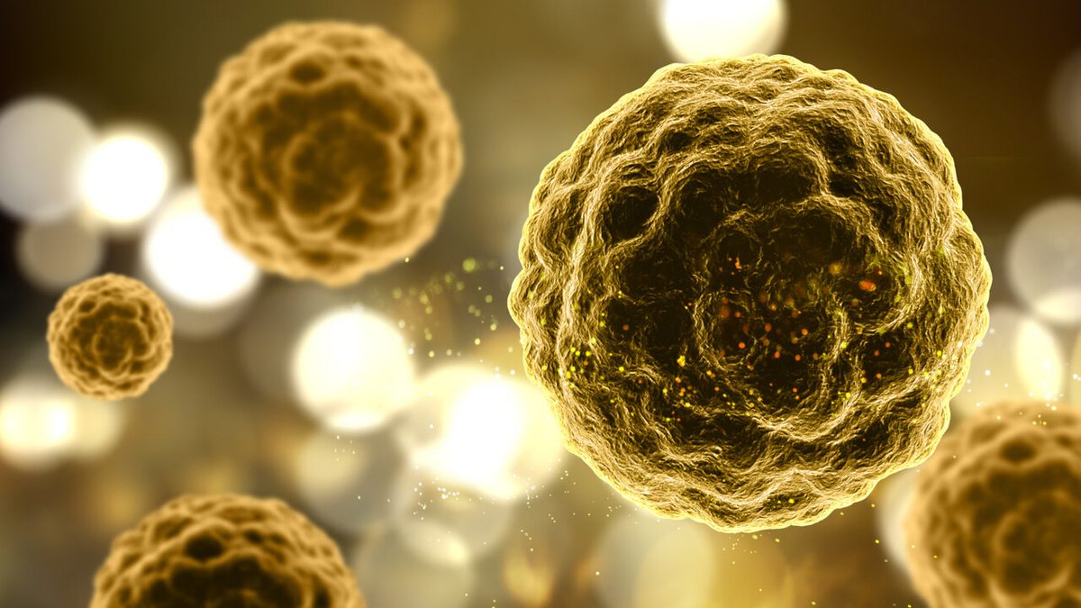 Cellule zombie nell'organismo che invecchia