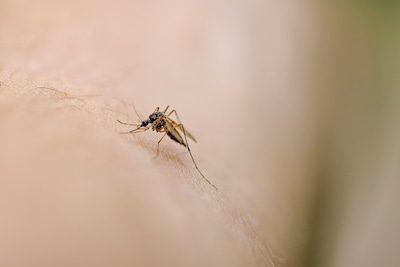 Eerste lokale besmettingen van westnijlvirus bij personen in Vlaanderen vastgesteld: 5 personen besmet, 1 persoon opgen…