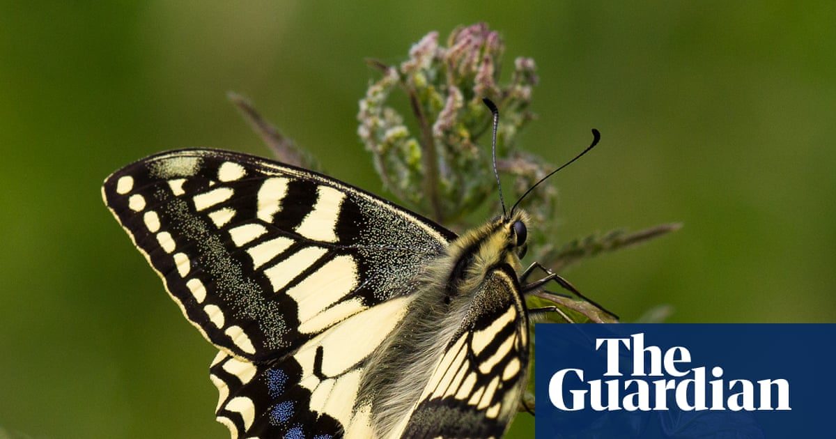 Tree vaccines and gene-edited butterflies among biotechnology projects funded by UK ‘invention agency’
