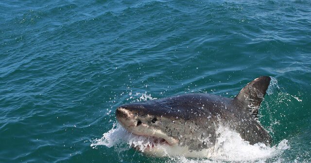 Watch: Great White Shark Seen Feasting on Seal Off Coast of Nantucket