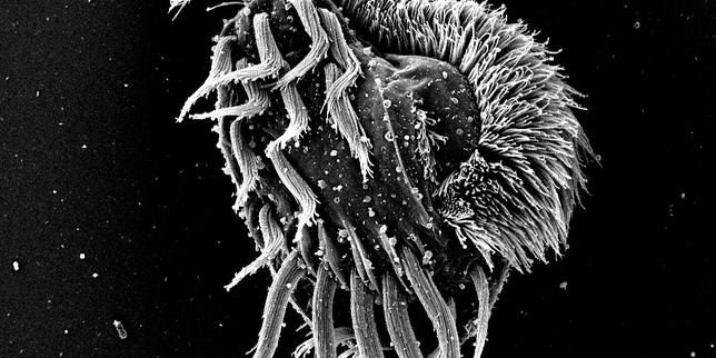 Plongée dans le monde fascinant de micro-organismes unicellulaires doués d’intelligence