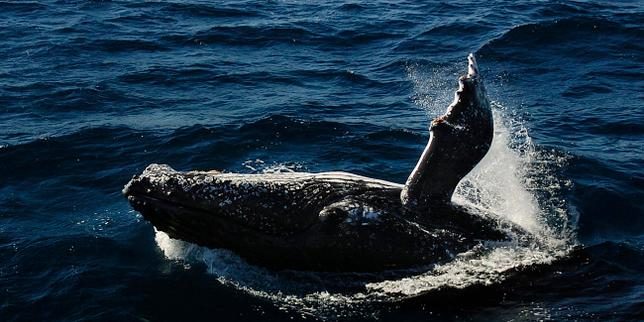 Des baleines à bosse s’occupent de leur petit mort-né