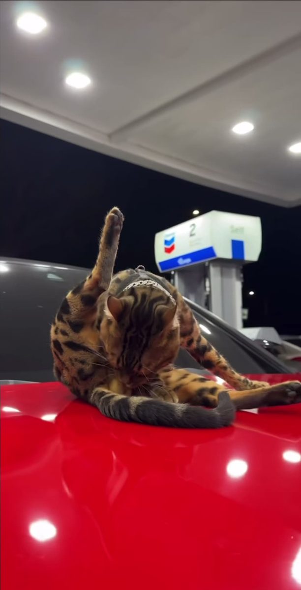 Kitty owns BMW FR🤣❤️