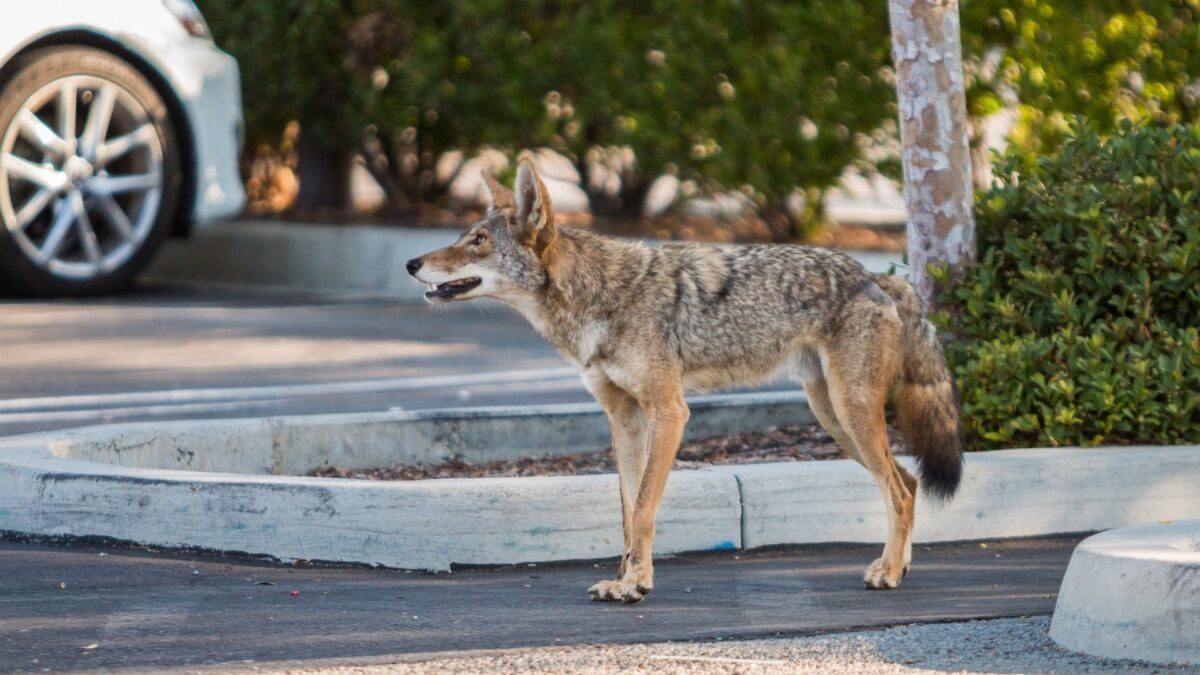 Seattle Has 9 Times More Coyotes Than Nearby Wilderness. Here’s Why