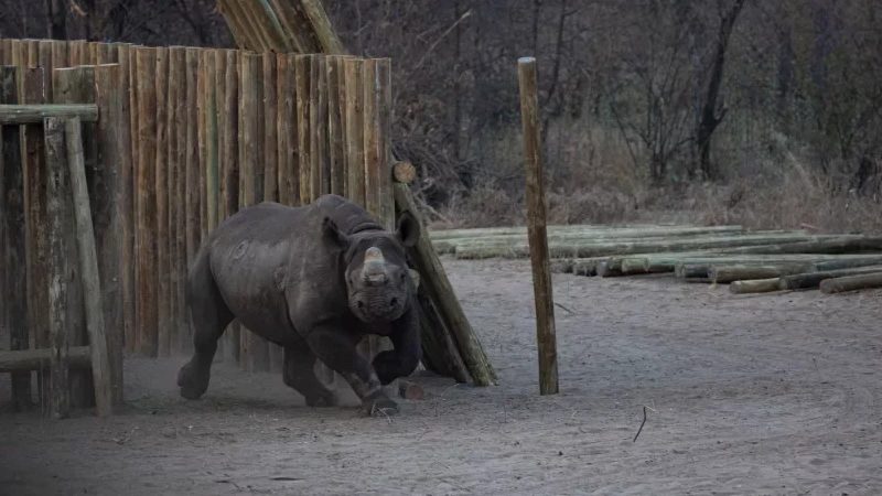 Twintig zwarte neushoorns vrijgelaten in natuurreservaat in Botswana